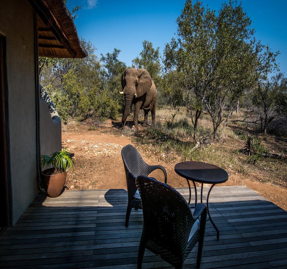 Vila Garonga Safari Makalali Game Reserve Exteriér fotografie