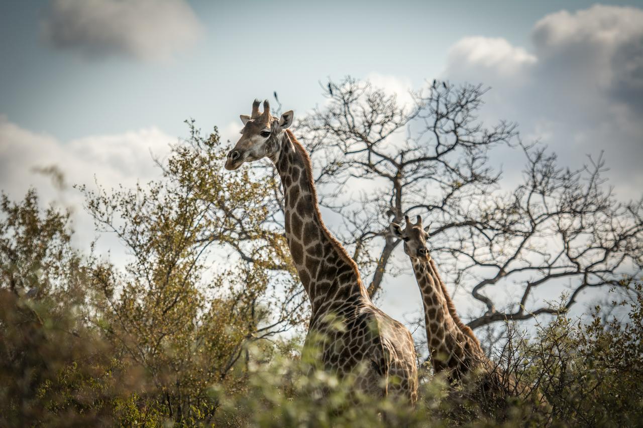 Vila Garonga Safari Makalali Game Reserve Exteriér fotografie