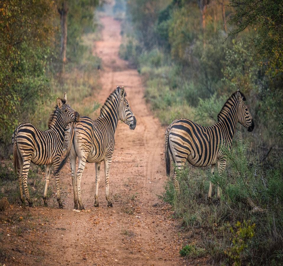 Vila Garonga Safari Makalali Game Reserve Exteriér fotografie