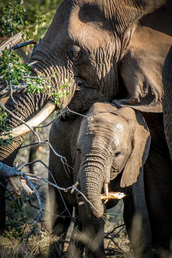 Vila Garonga Safari Makalali Game Reserve Exteriér fotografie
