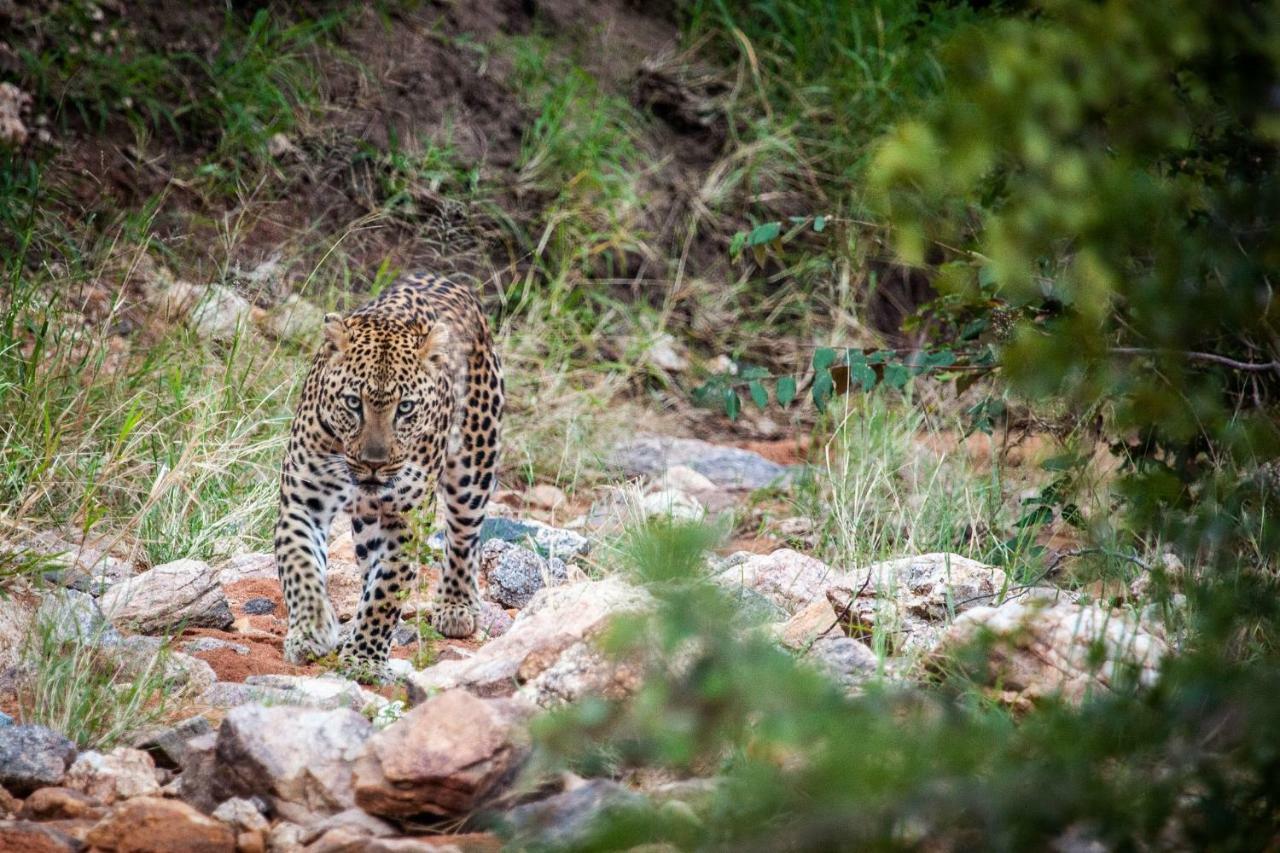 Vila Garonga Safari Makalali Game Reserve Exteriér fotografie