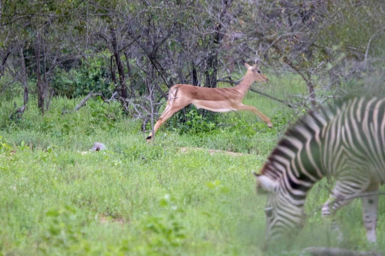 Vila Garonga Safari Makalali Game Reserve Exteriér fotografie