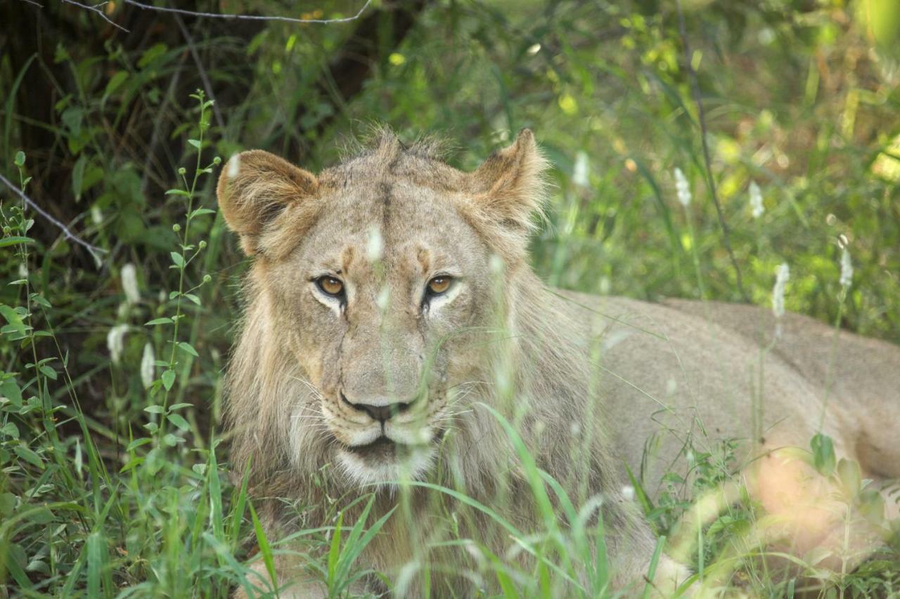 Vila Garonga Safari Makalali Game Reserve Exteriér fotografie
