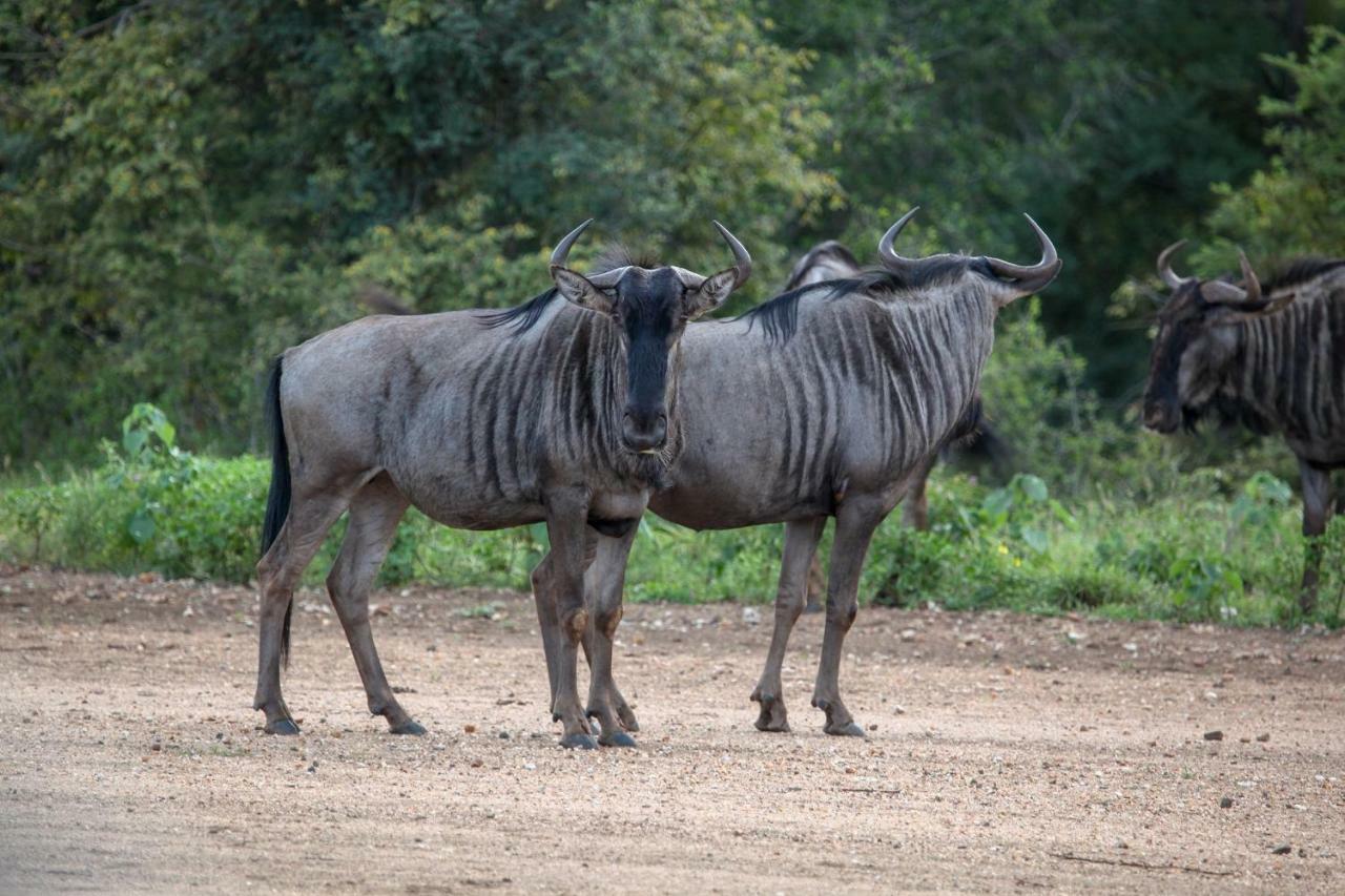 Vila Garonga Safari Makalali Game Reserve Exteriér fotografie