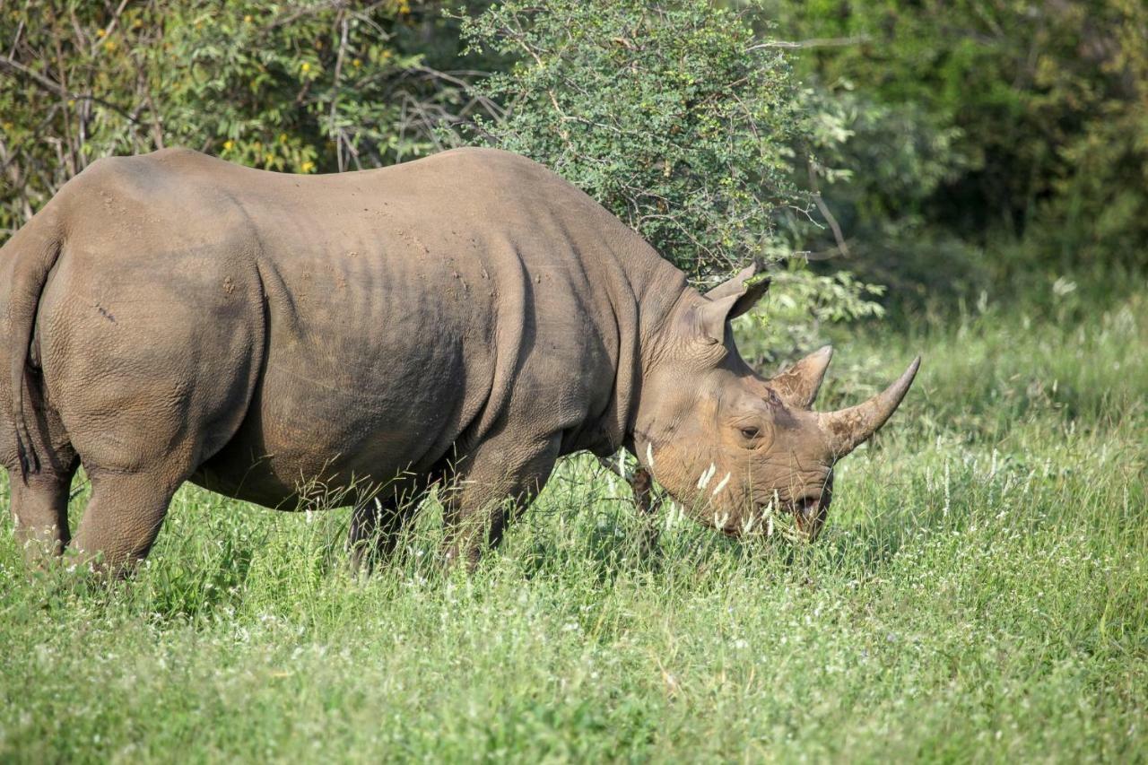 Vila Garonga Safari Makalali Game Reserve Exteriér fotografie