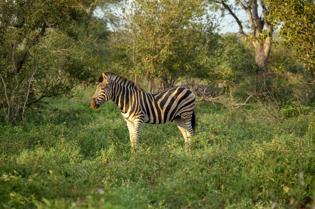 Vila Garonga Safari Makalali Game Reserve Exteriér fotografie